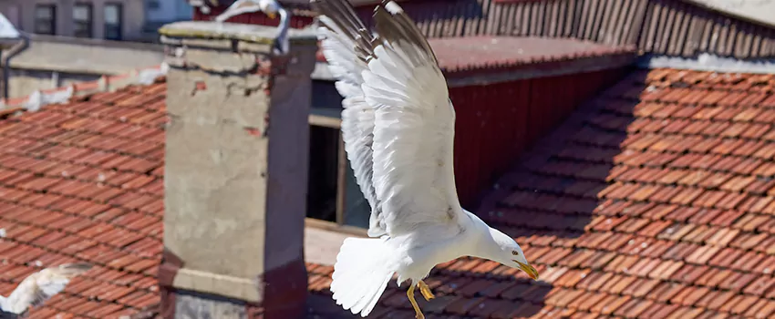 Residential Chimney Animal Removal Solution in McKinleyville, CA