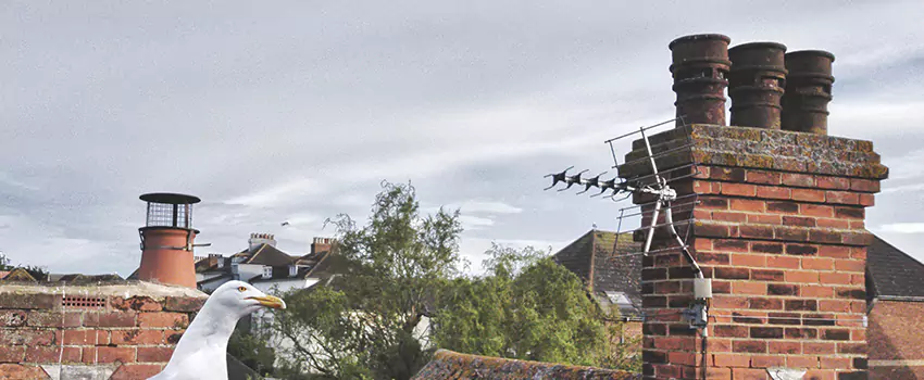 Chimney Cleaning And Restoration in McKinleyville, California